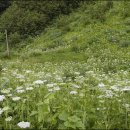 울릉도 특산식물로 항암효과가 높은... 이미지