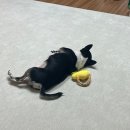 한펫 | 강아지 미끄럼방지 러그 하티 펫러그 한달 솔직후기 (내돈내산)