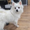 동물보육원 대전서구갈마지부 이미지