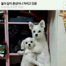 웃게해줄개 이미지