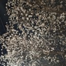 홈플러스 조치원점 | 조치원 홈플러스 조천 벚꽃길 4/1 후기