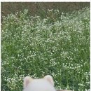 즐거운 애견미용 이미지