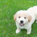 엔케어동물의료센터 이미지