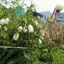 초롱농장 이미지