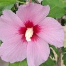 꽃 우리 이미지