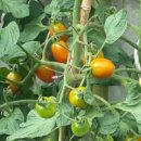 해피건강팜 이미지