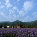 라벤더 이미지
