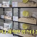 햄스터농장