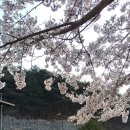 나무한그루 이미지