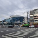 천송화 이미지