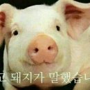 쏭언니막창 이미지