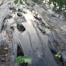 호산나농장 이미지