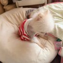 하누리약국 | 얼렁뚱땡이