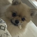맘스터치쌍촌점 이미지