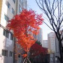 휘영청이 이미지