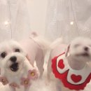 아이파크 애견미용실 이미지