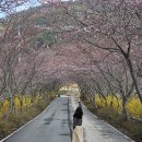 양지마을경로당 | 여수 벚꽃 실시간 승월마을 전남 벚꽃 명소 추천