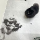 멍풀하우스 이미지