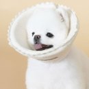 펫 하우스 이미지