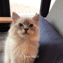 고양이 카페 여기 이미지