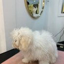 그루밍 하와이 이미지