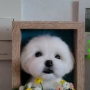 쁘띠댕댕 이미지