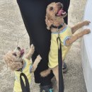 로이메디 | [메디퍼피 액티브 M] 소중한 내 강아지 관절과 슬개골탈구를걱정하는 푸들 맘의 급여 후기