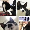 몽실이 이미지