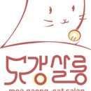 고양이무마취미용 묘갱살롱 이미지