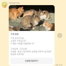 대기업 돈으로 길냥이를 도와주자! 😻 고보협 길냥이 중성화 사업 - 카카오가 대신 100원씩 기부해준대 이미지