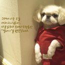 깨롱이 이미지