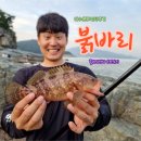 &#34;붉바리를 만나다!&#34; 여수 도보 갯바위 원투낚시 후기