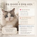 랙돌고양이 분양 전 꼭 알아야 할 털빠짐과 성격 현실 후기