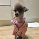 브라운 펫살롱 이미지