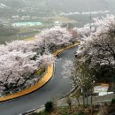화개십리벚꽃길 이미지