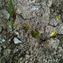 새싹마을마당 이미지