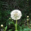 민들레홀씨 이미지