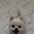 엠에스그루밍 이미지