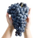 인해농원 | [2022.09.03] 병권네 포도농원 체험후기