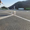 도담캣 | [내돈내산] 2026년 케이펫페어 수원에 가다!