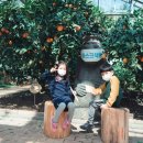 서귀포감귤박물관 이미지