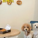 벨라애견카페 이미지