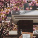 당일치기로 가볍게 만나는 봄, 서울 근교 겹벚꽃 스폿 여행 이미지