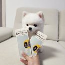 강아지 소변검사 키트 Cym702 실사용 후기