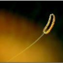 강아지풀 이미지