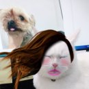 어울림동물병원 이미지