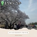 푸드엔 | 청주 무심천 벚꽃축제 후기 푸드트럭 꿀팁안내