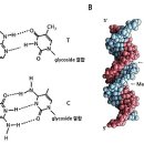 DNA 이미지