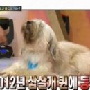 개 최고 이미지