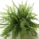 보스턴고사리[boston fern,Nephrolepis exaltata] 이미지